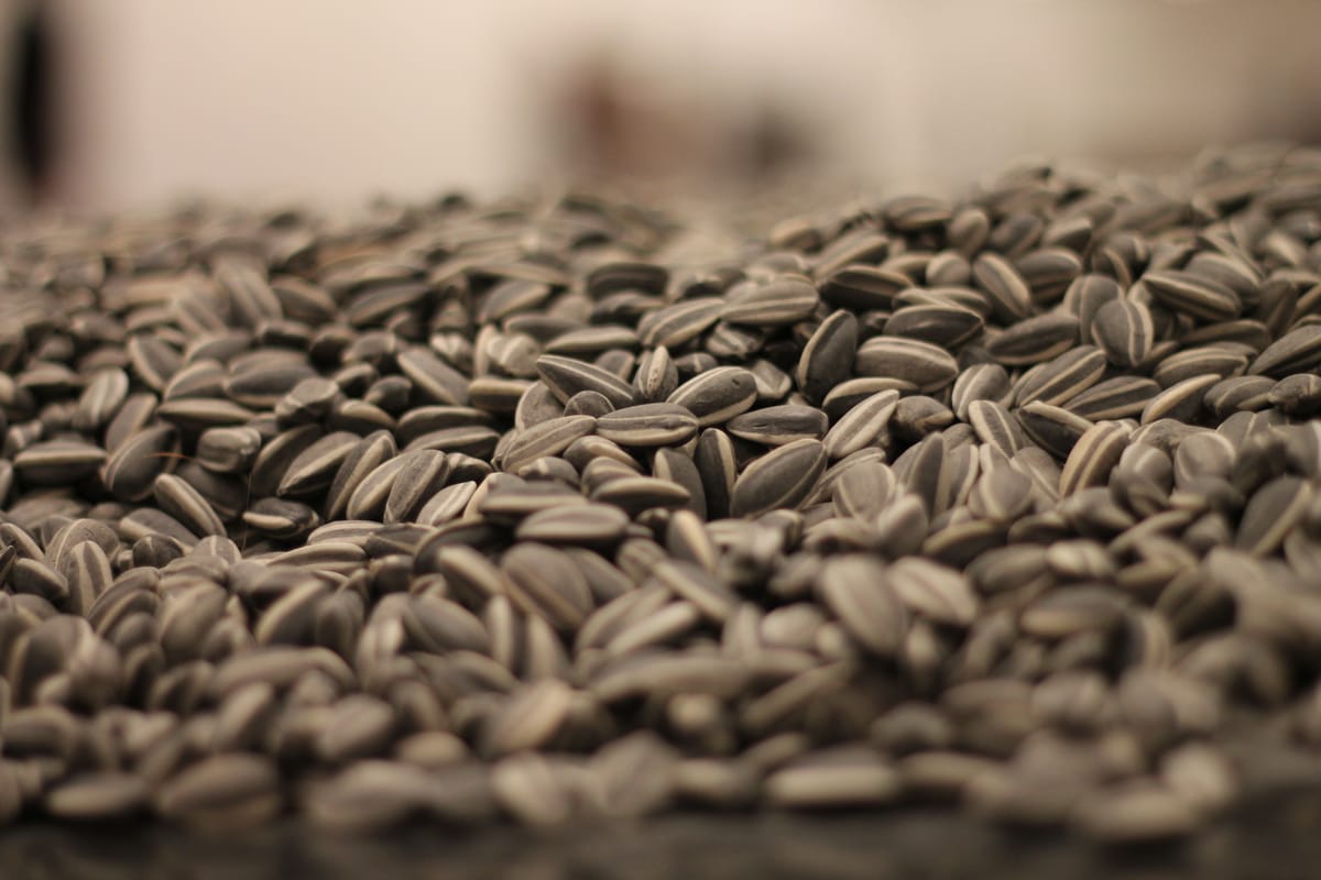 Sunflower Seeds